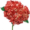 Hydrangea Tinted - Red